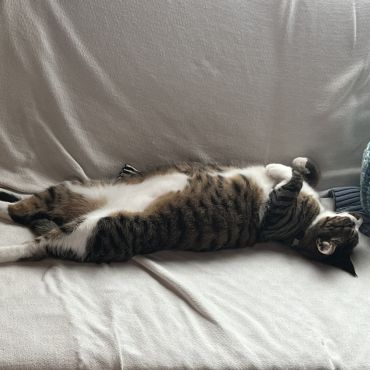 いのちのバトン