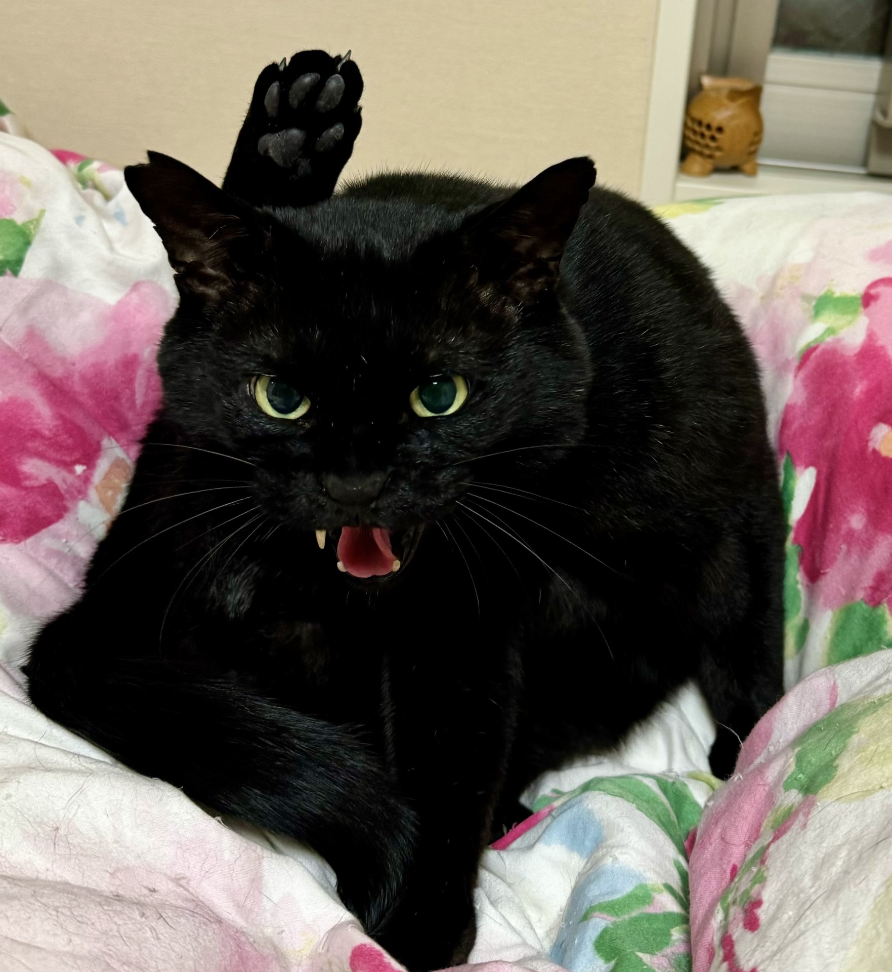 ガチ野良凶暴ボス猫