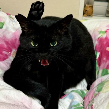 ガチ野良凶暴ボス猫