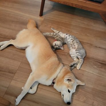 かわいんだけど、、、