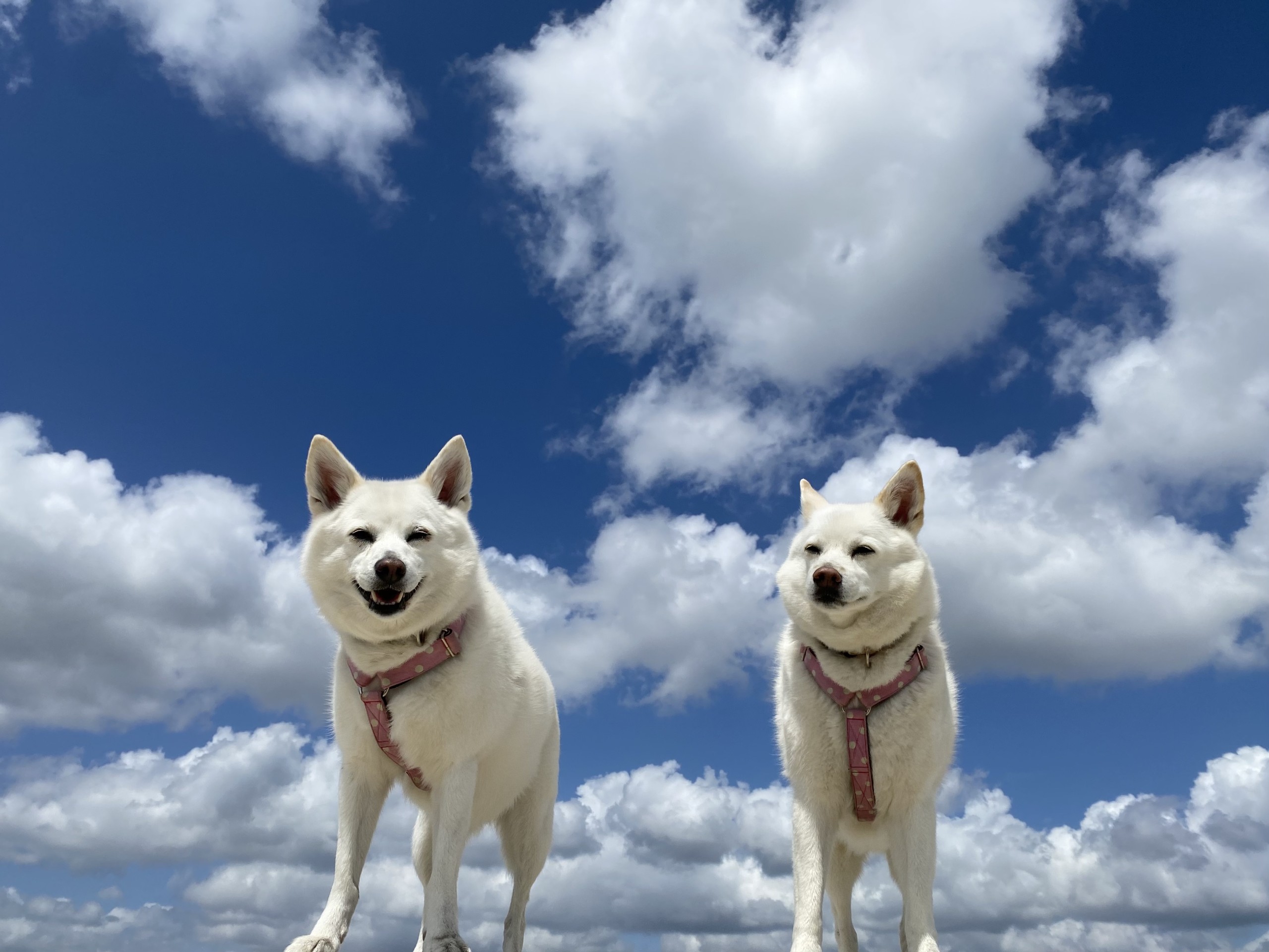 夏空