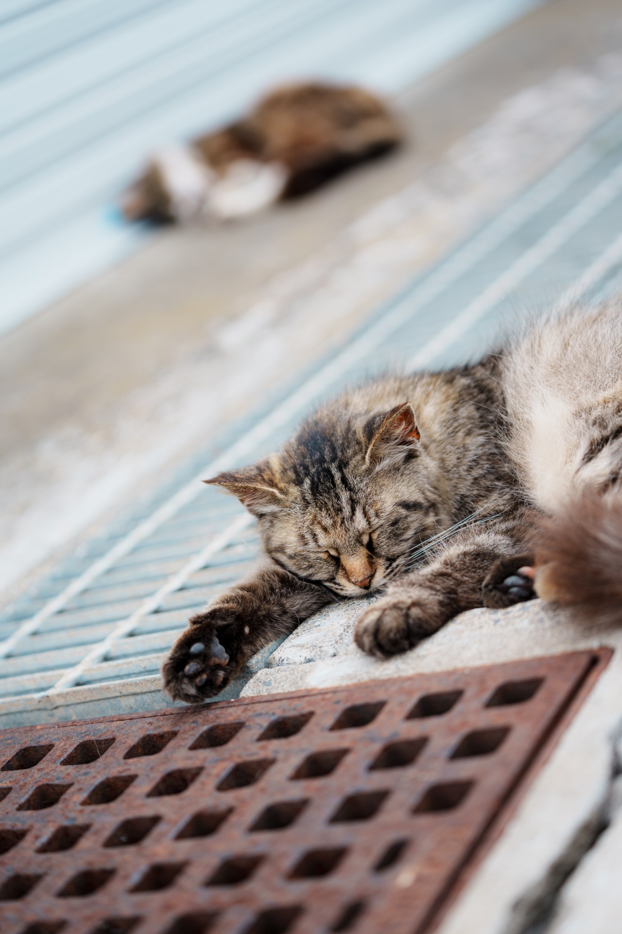眠いにゃ...