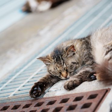 眠いにゃ...