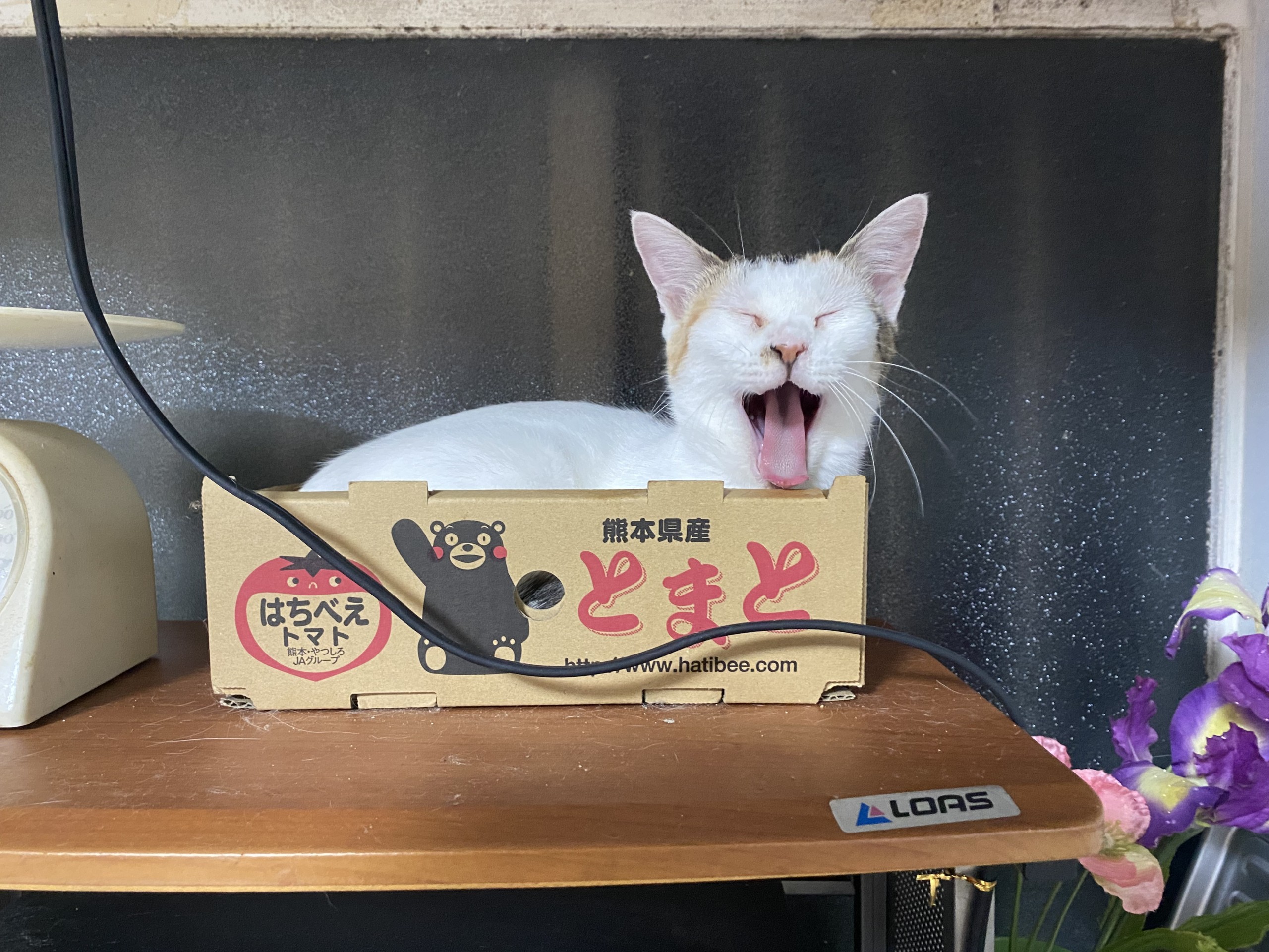 あたちの定位置！