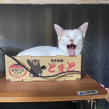 あたちの定位置！