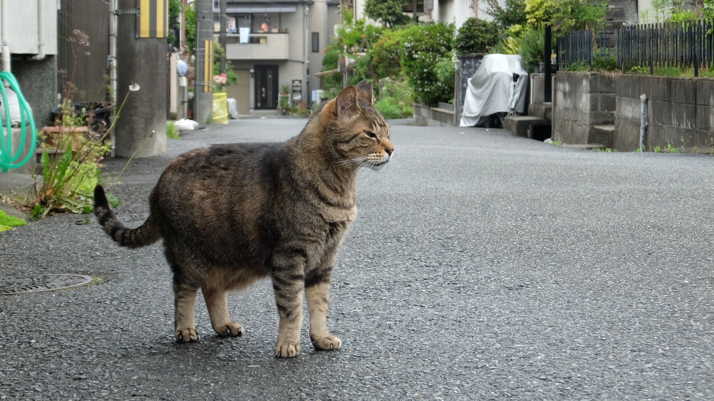 性格一番！温和なとら吉