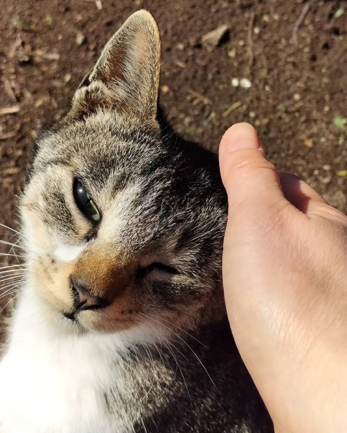 撫でさせてくれた!
