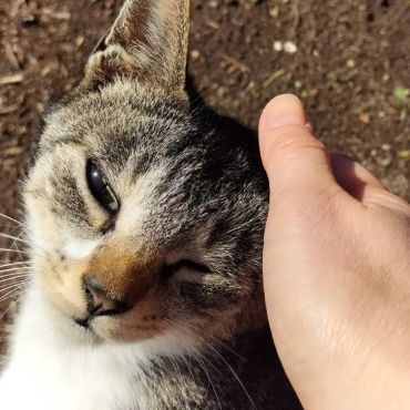 撫でさせてくれた!