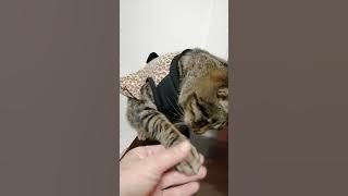 どうぶつ基金　猫（ルパン）のおすわり、お手、おかわり、ちんちん♪