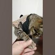 どうぶつ基金　猫（ルパン）のおすわり、お手、おかわり、ちんちん♪