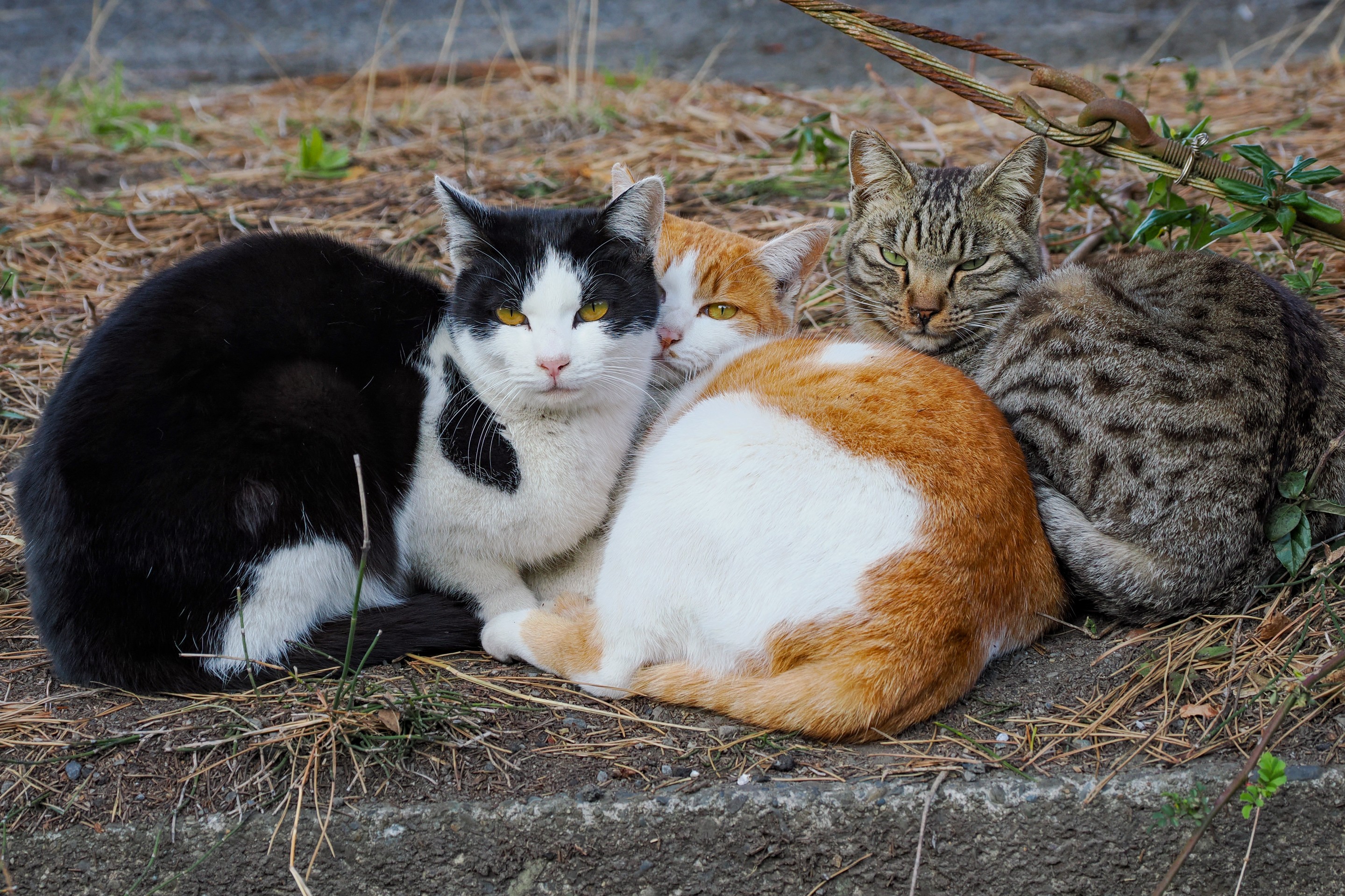 Friends