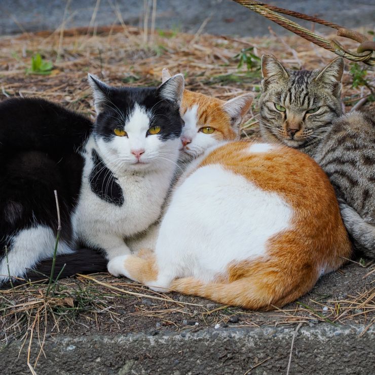 Friends