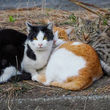 Friends
