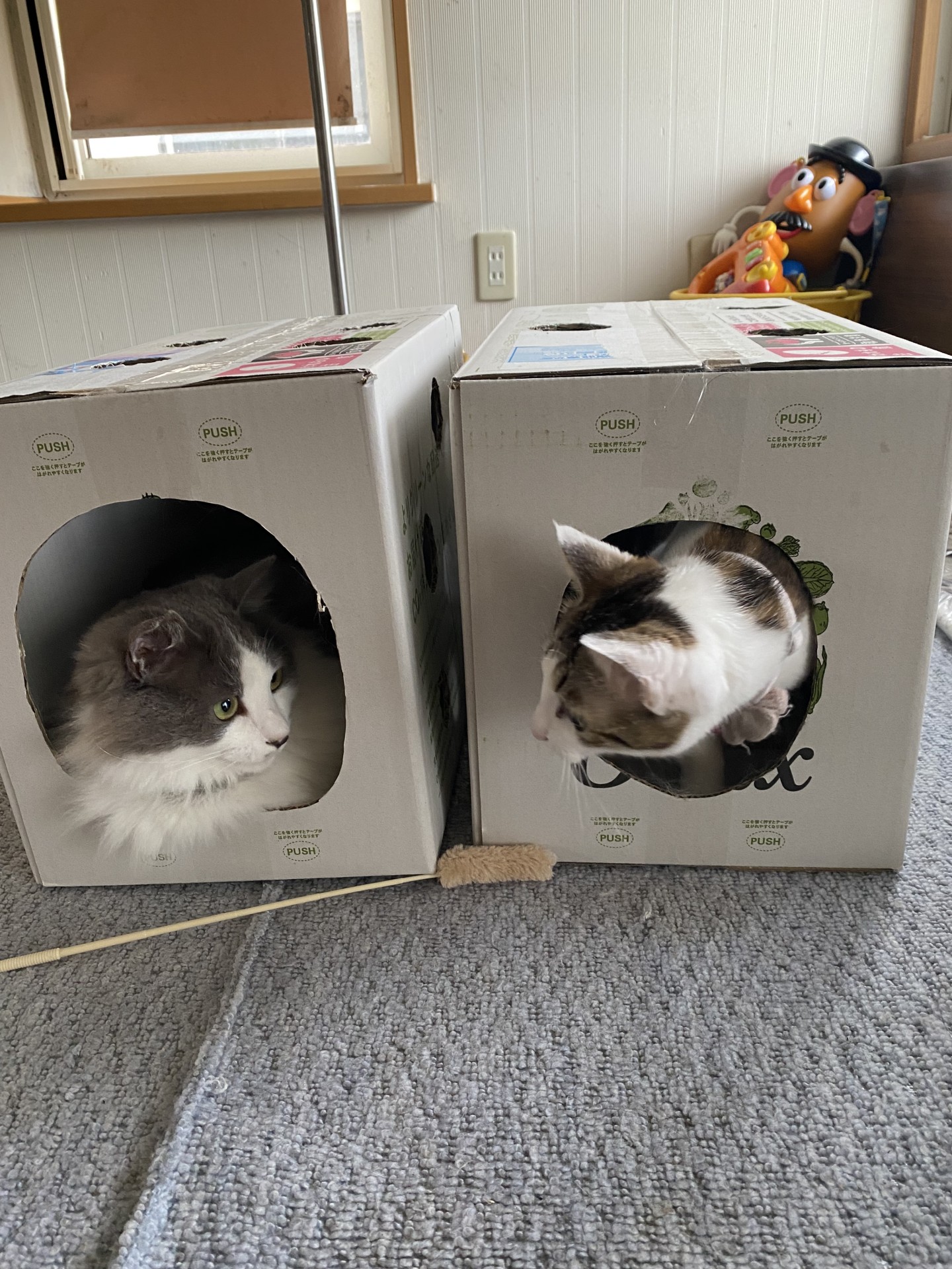 買わずに飼ってね！