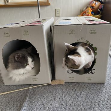 買わずに飼ってね！