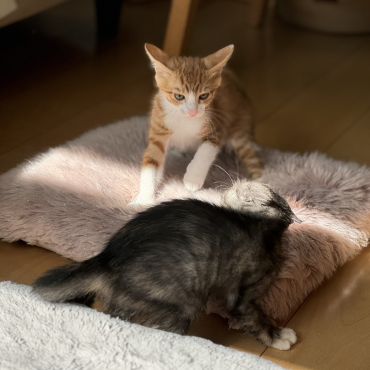 その線超えたらにゃんプロ開始だよ！