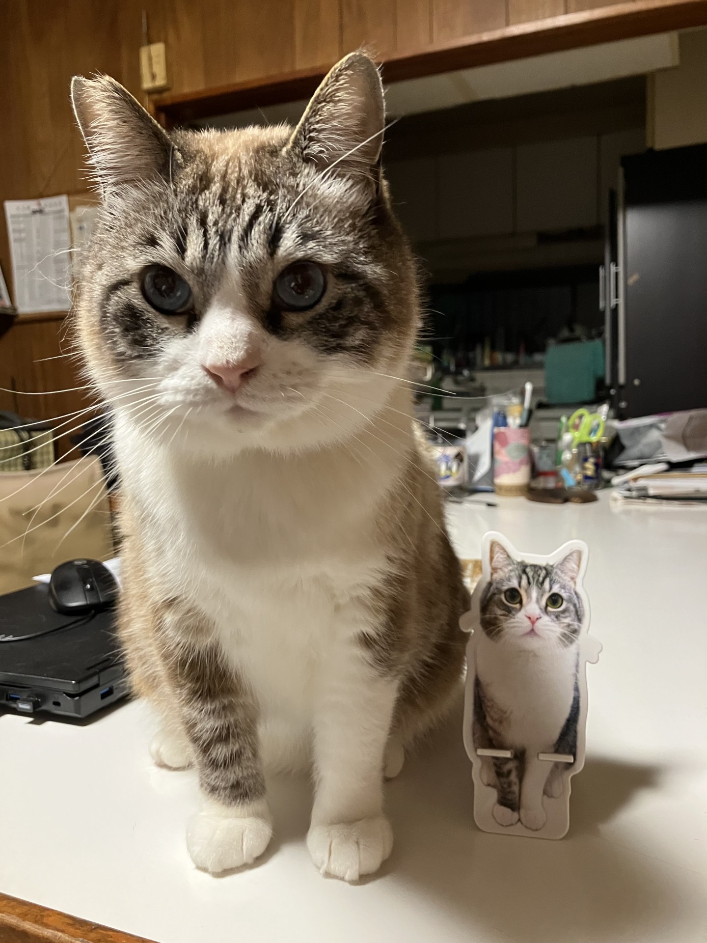 も◯まるではありません