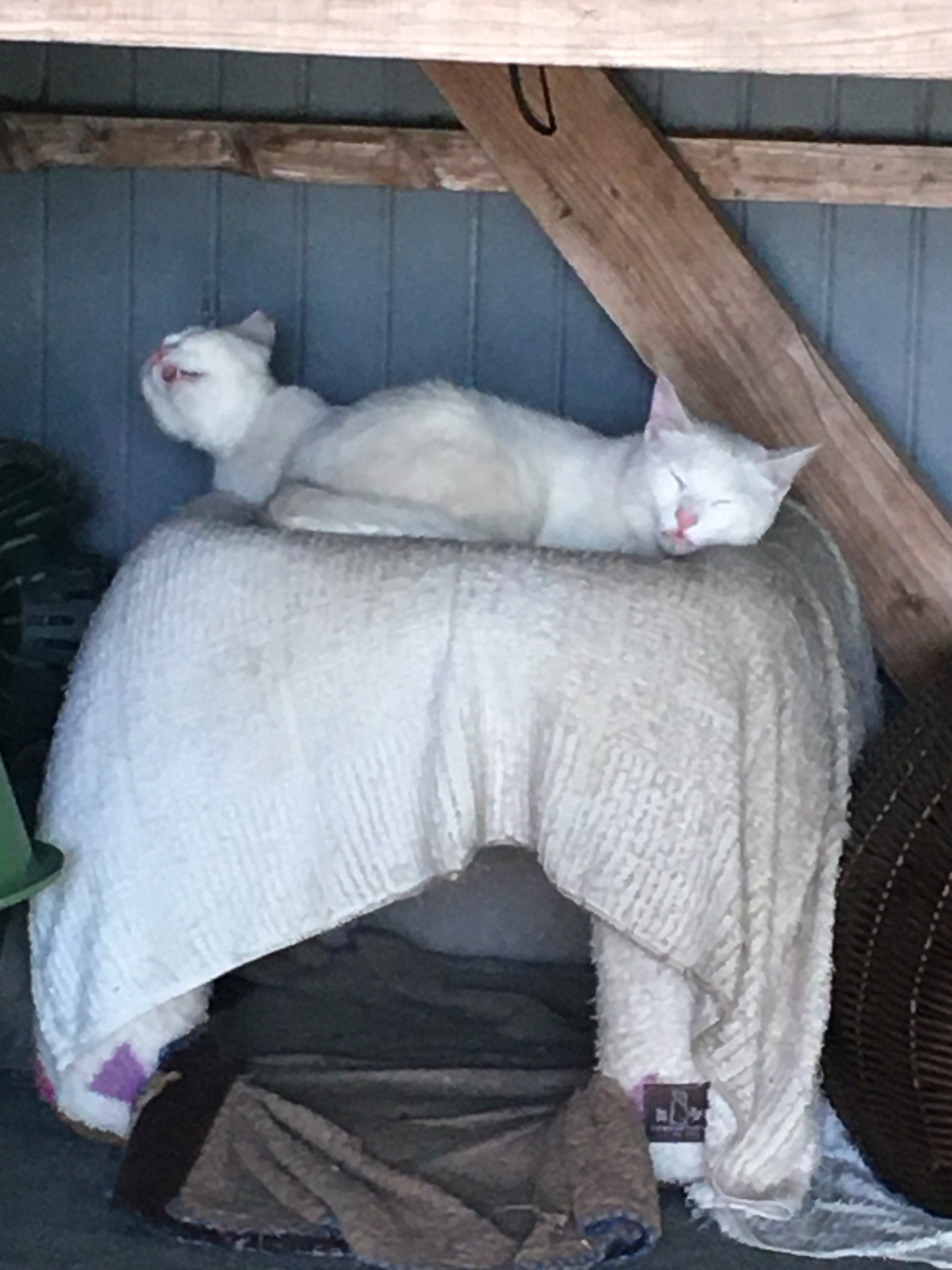 夢の中