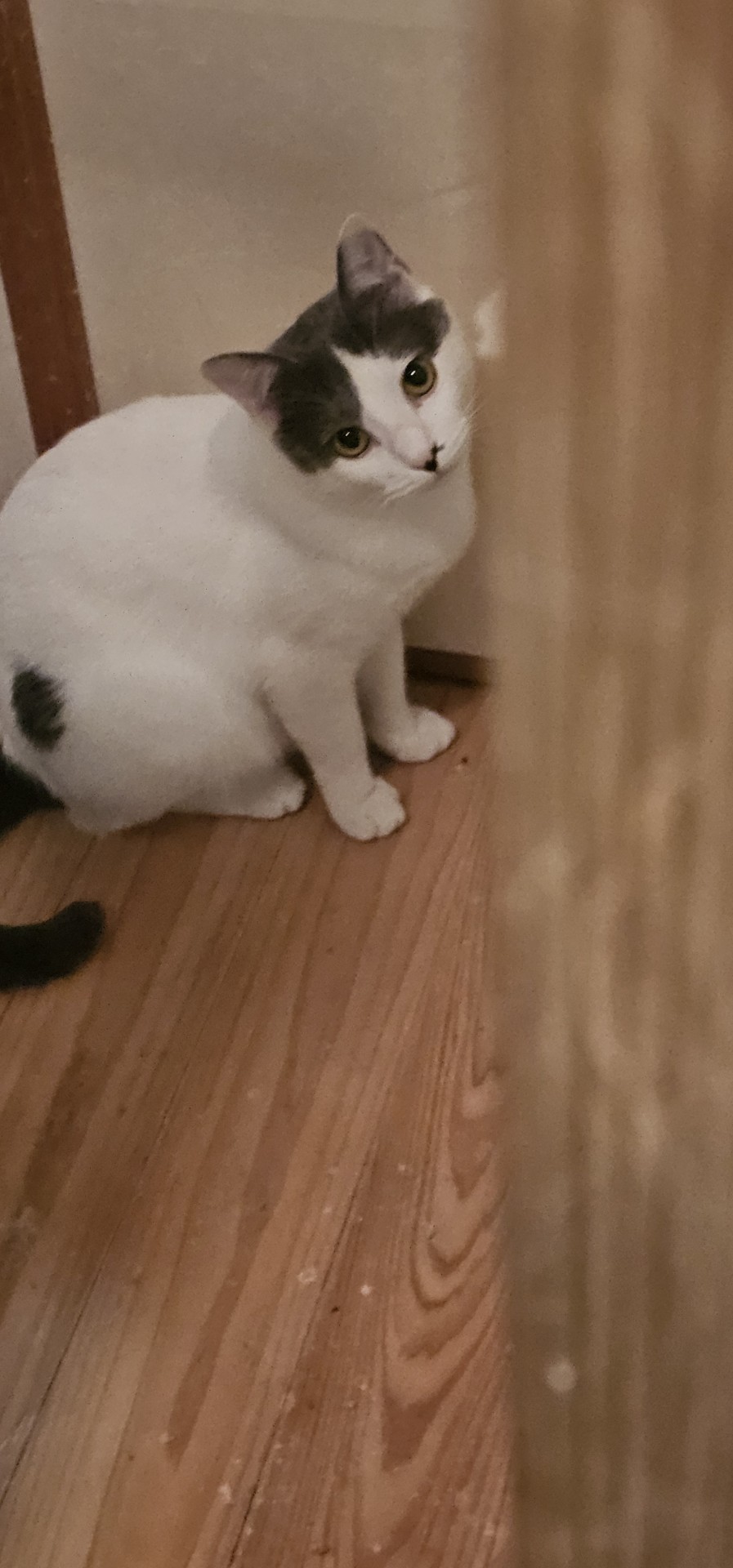 命繋いだ猫