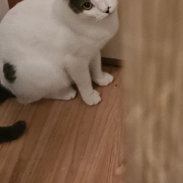 命繋いだ猫
