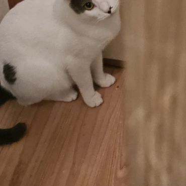 命繋いだ猫