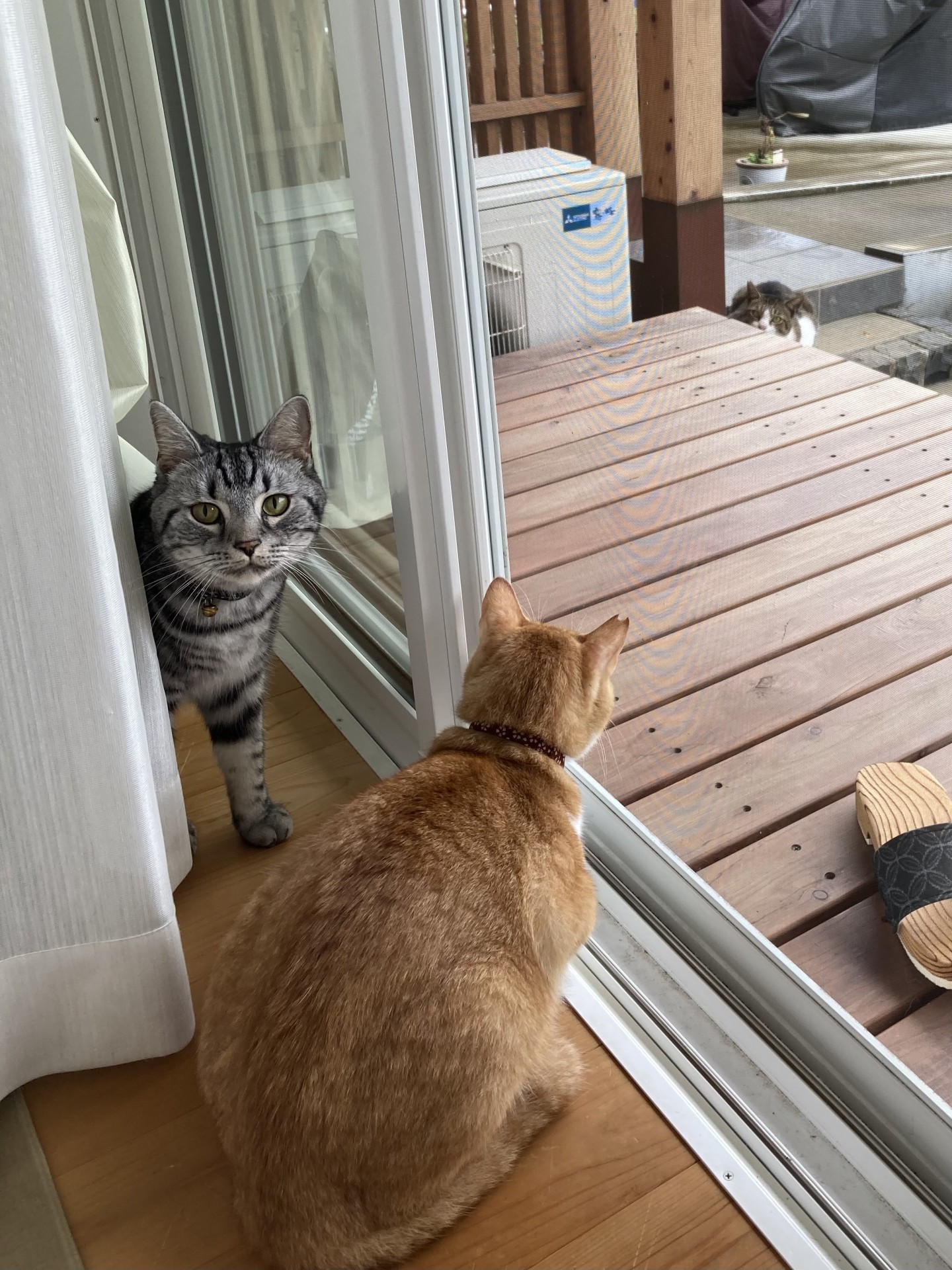 さくらねこ仲間