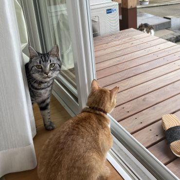 さくらねこ仲間