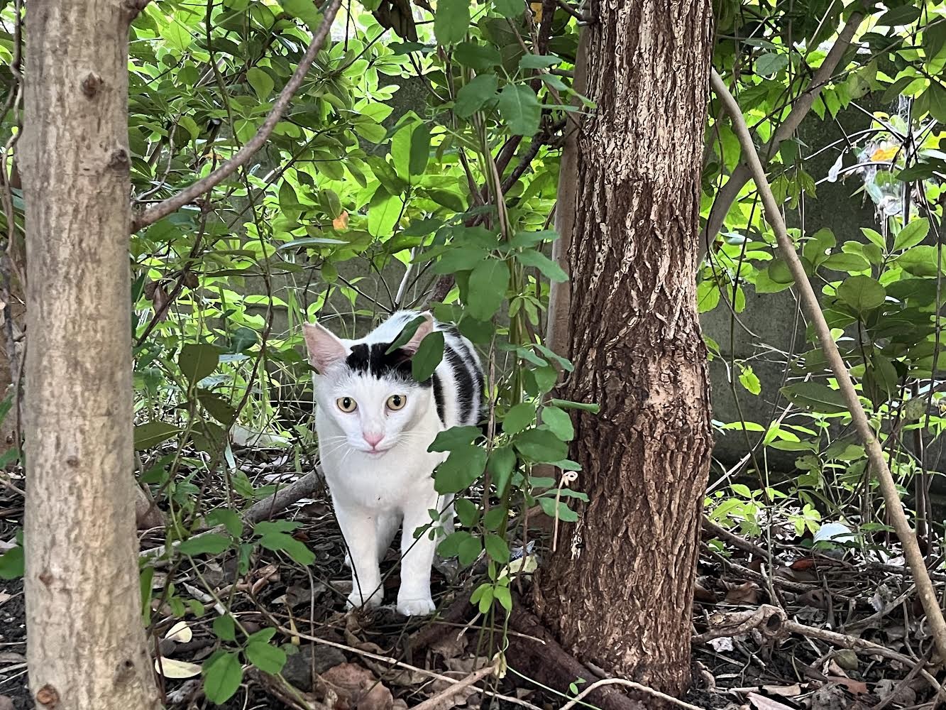 たくましく生きて！