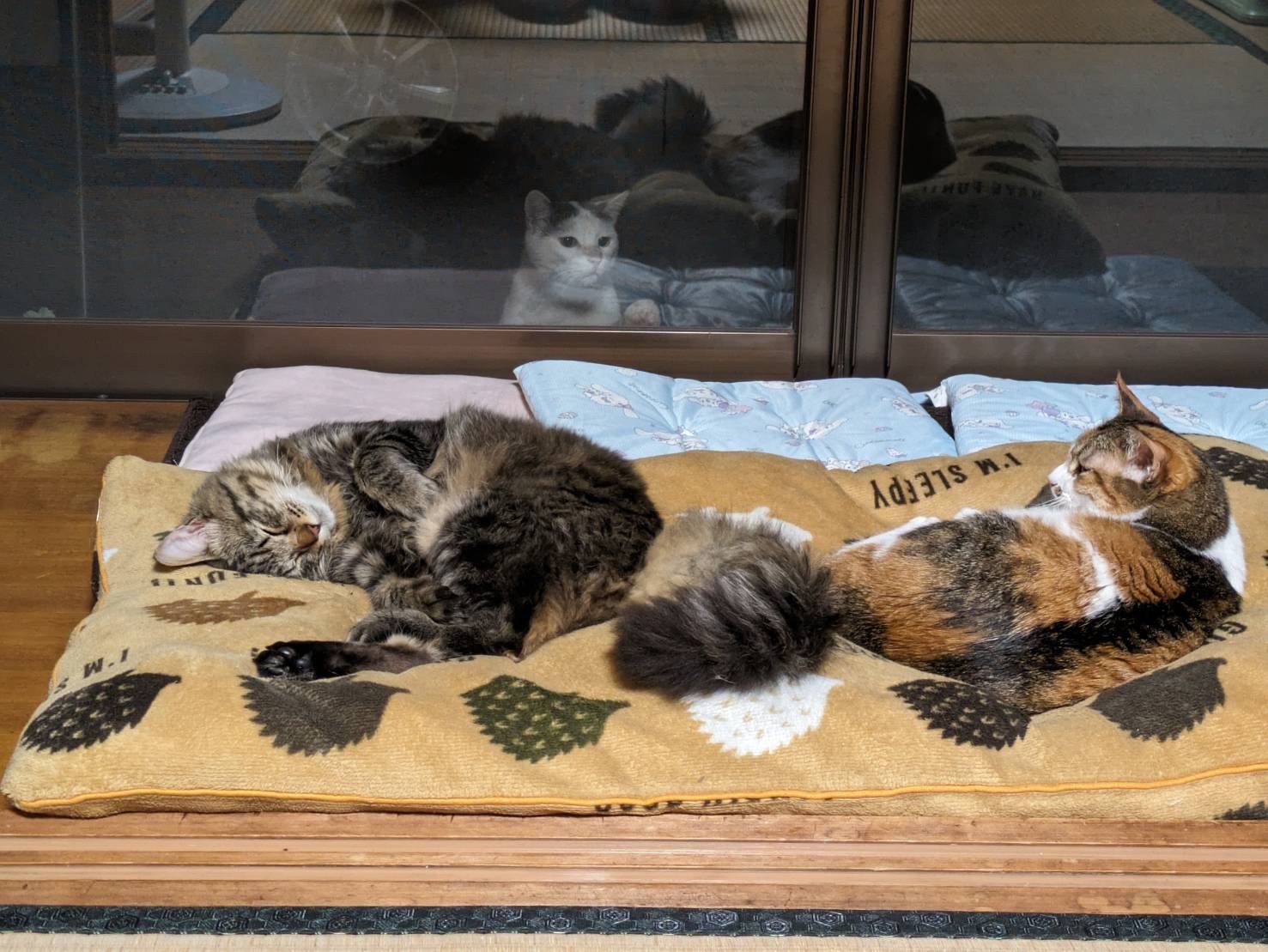 うらやましそうに覗く猫