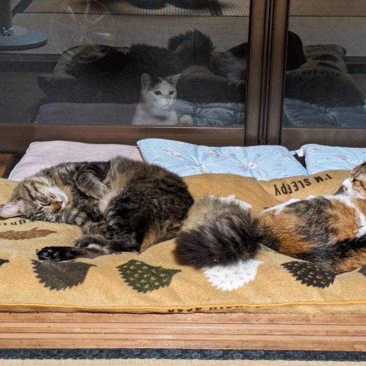 うらやましそうに覗く猫