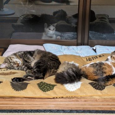 うらやましそうに覗く猫