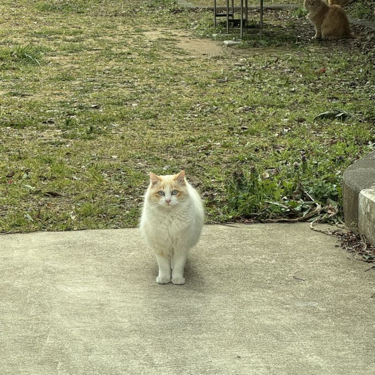 ありがとにゃん