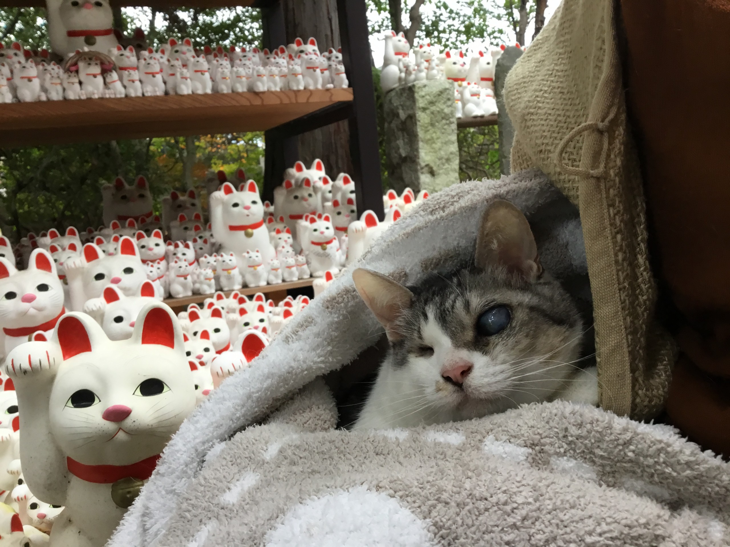 我が家の招き猫
