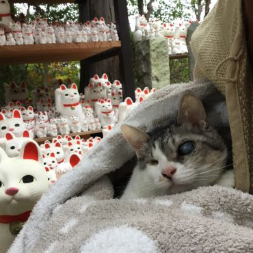 我が家の招き猫