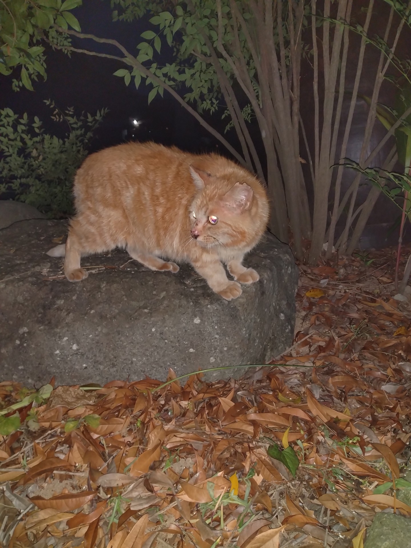 餌やりさんに置いて行かれたさくらねこ