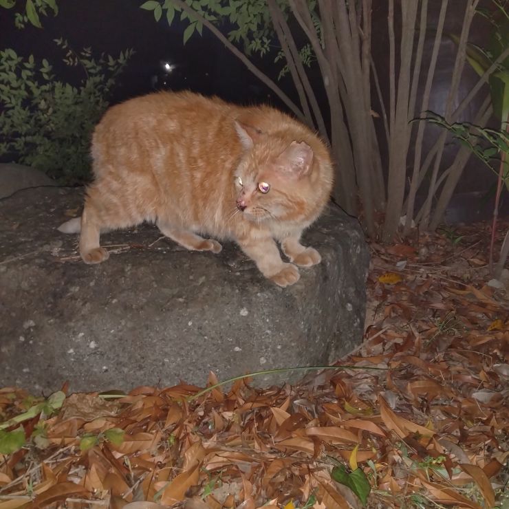 餌やりさんに置いて行かれたさくらねこ