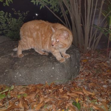餌やりさんに置いて行かれたさくらねこ