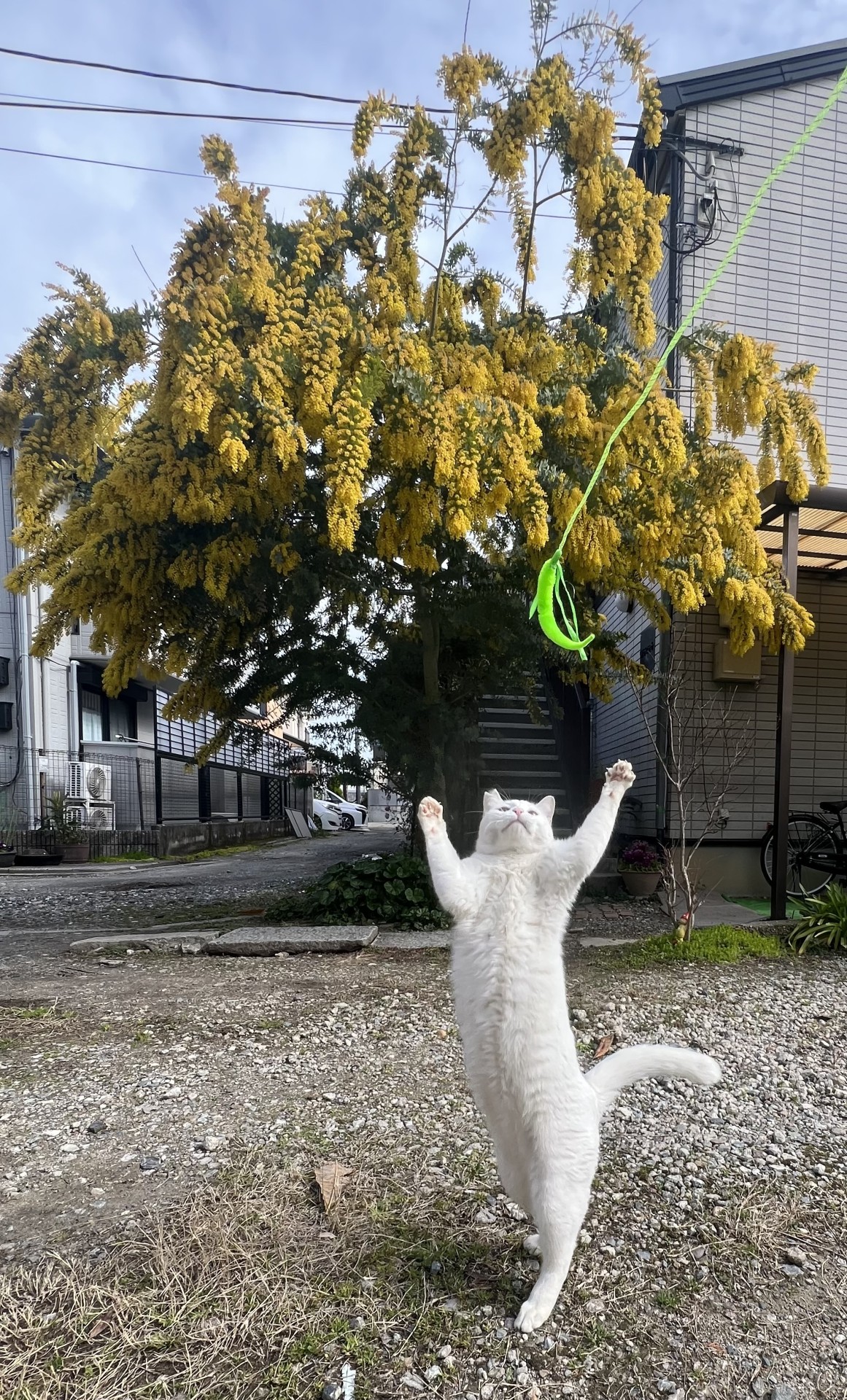 ミモザとさくらねこ