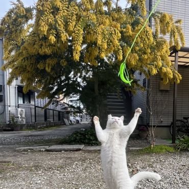 ミモザとさくらねこ