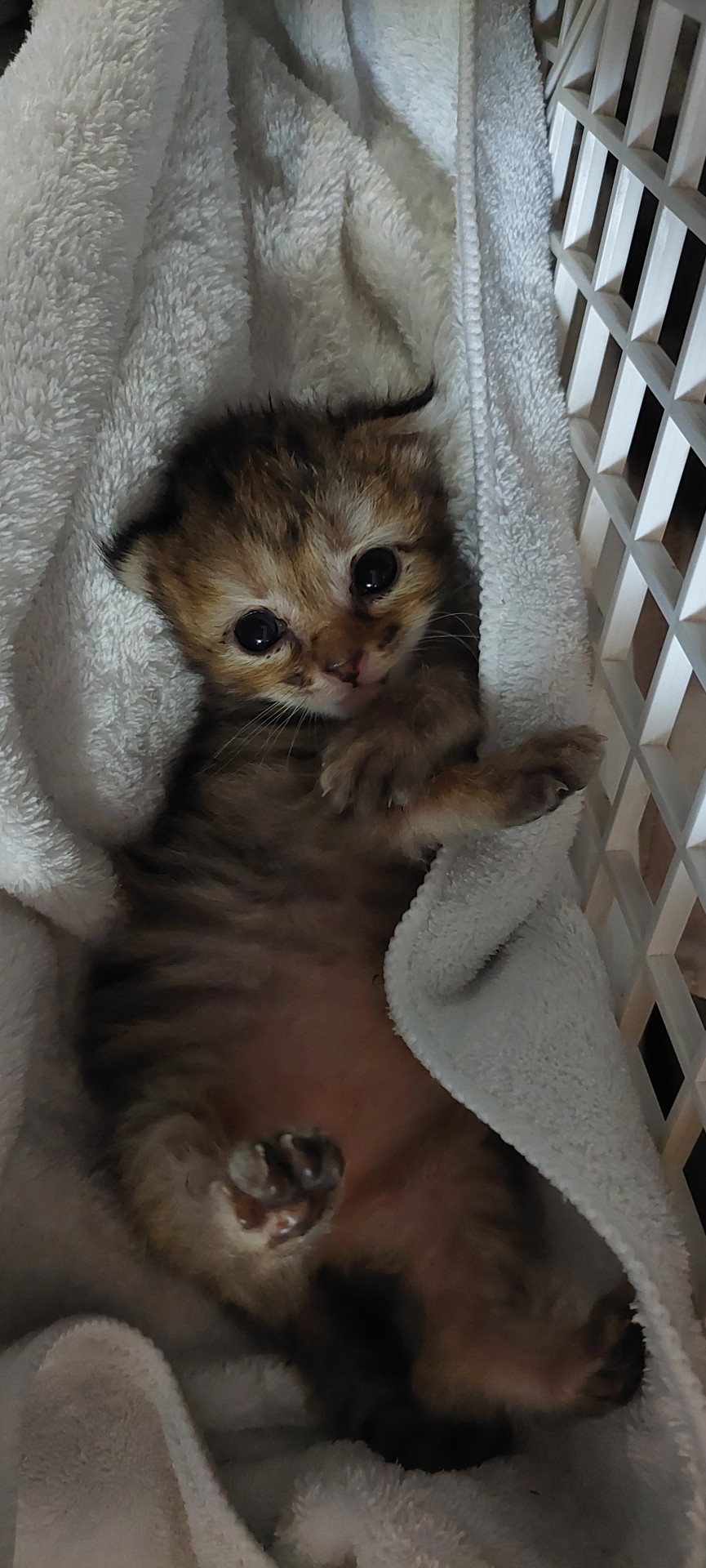 ミルク飲んでお腹いっぱいだニャー