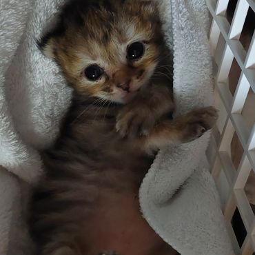 ミルク飲んでお腹いっぱいだニャー