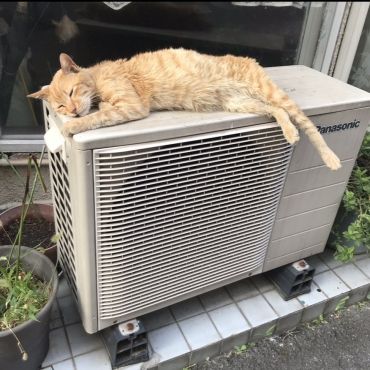 あったかくて〜ここちが良い〜💤