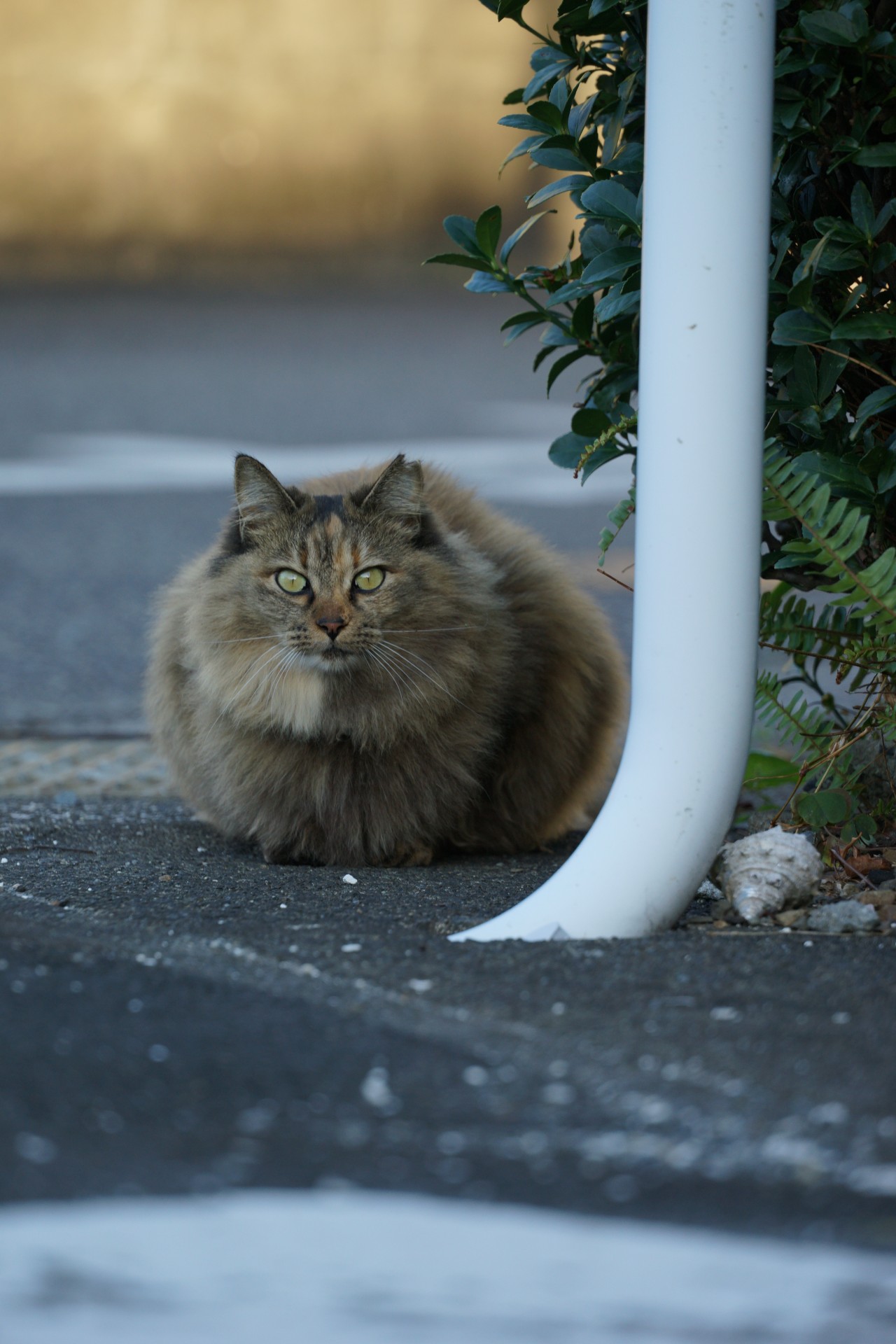一時停止にゃん。
