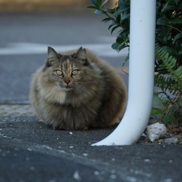 一時停止にゃん。