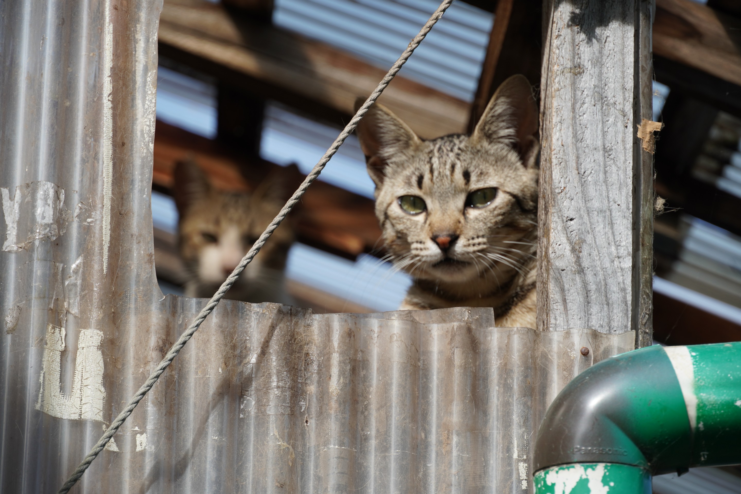 ぼくたちはこれからだ