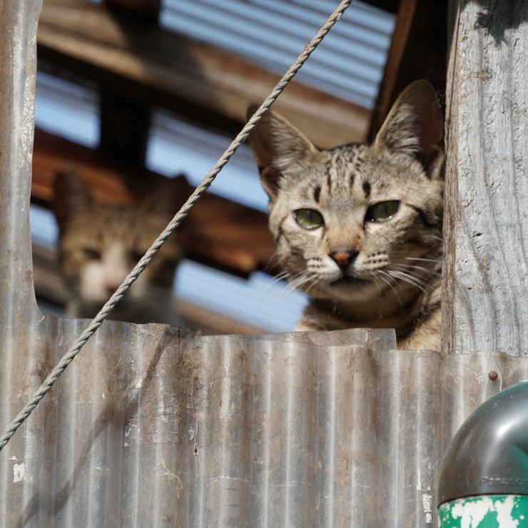 ぼくたちはこれからだ