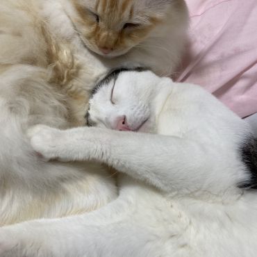 白吉くん、ママ代わり
