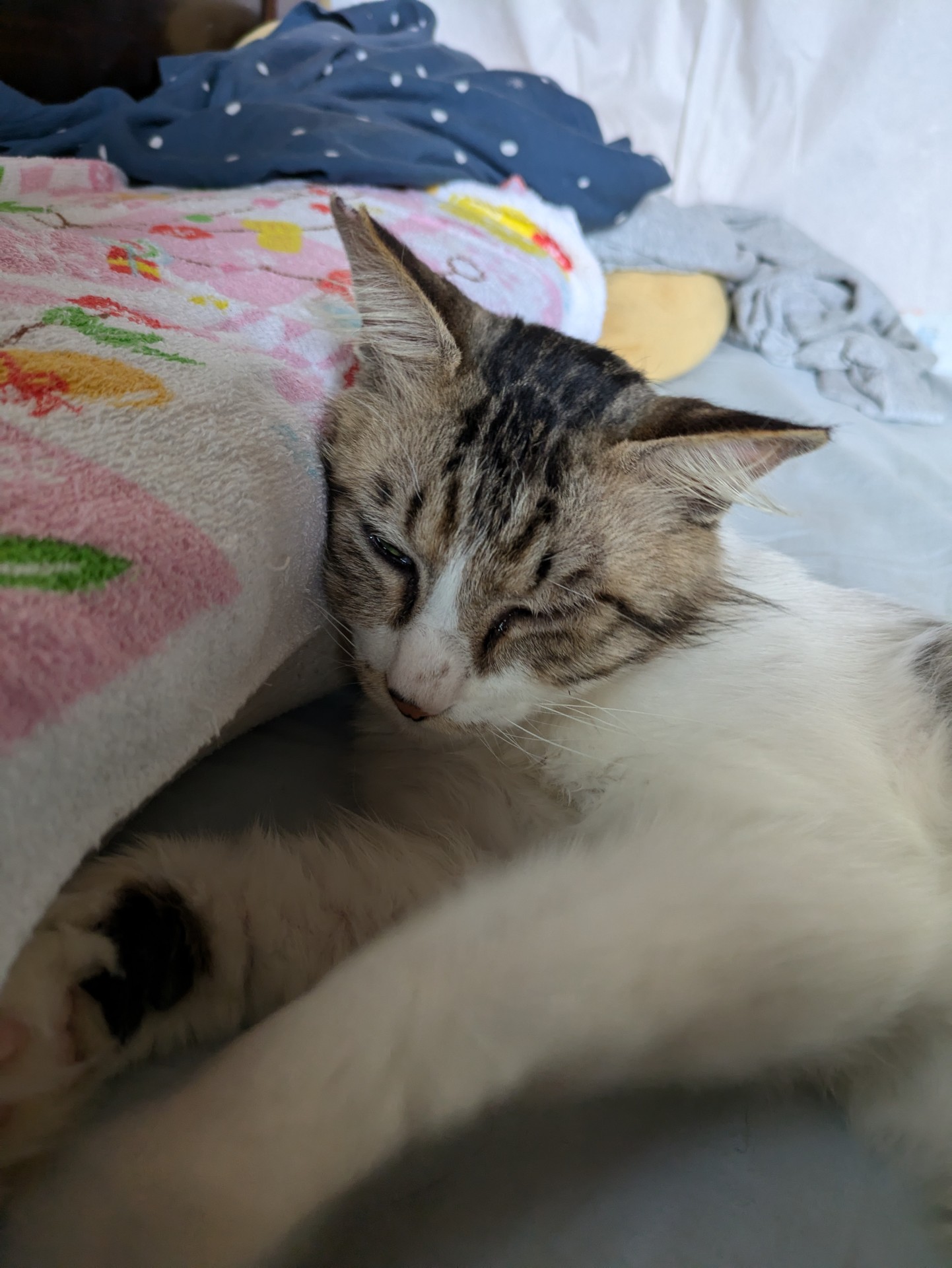 安眠まくらGet！