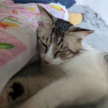 安眠まくらGet！
