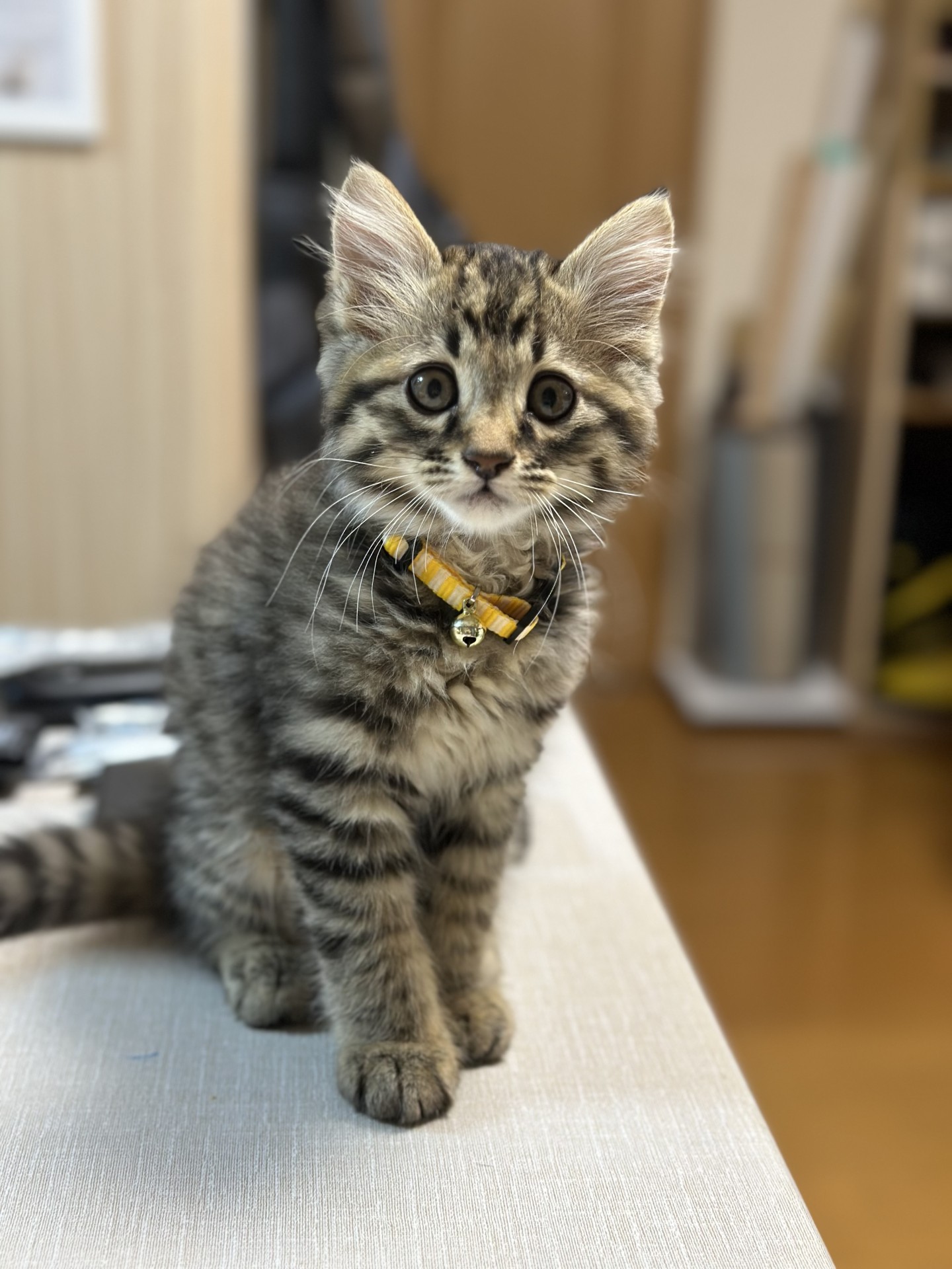 将来はモフモフ